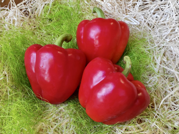 Paprika rot