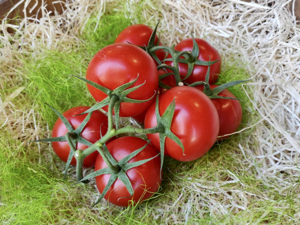 Strauchtomaten