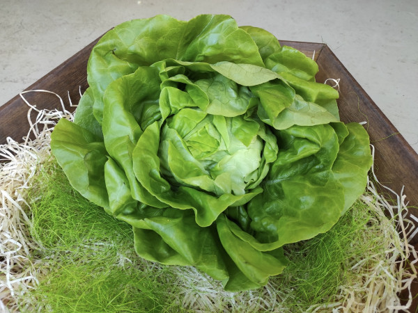 Kopfsalat